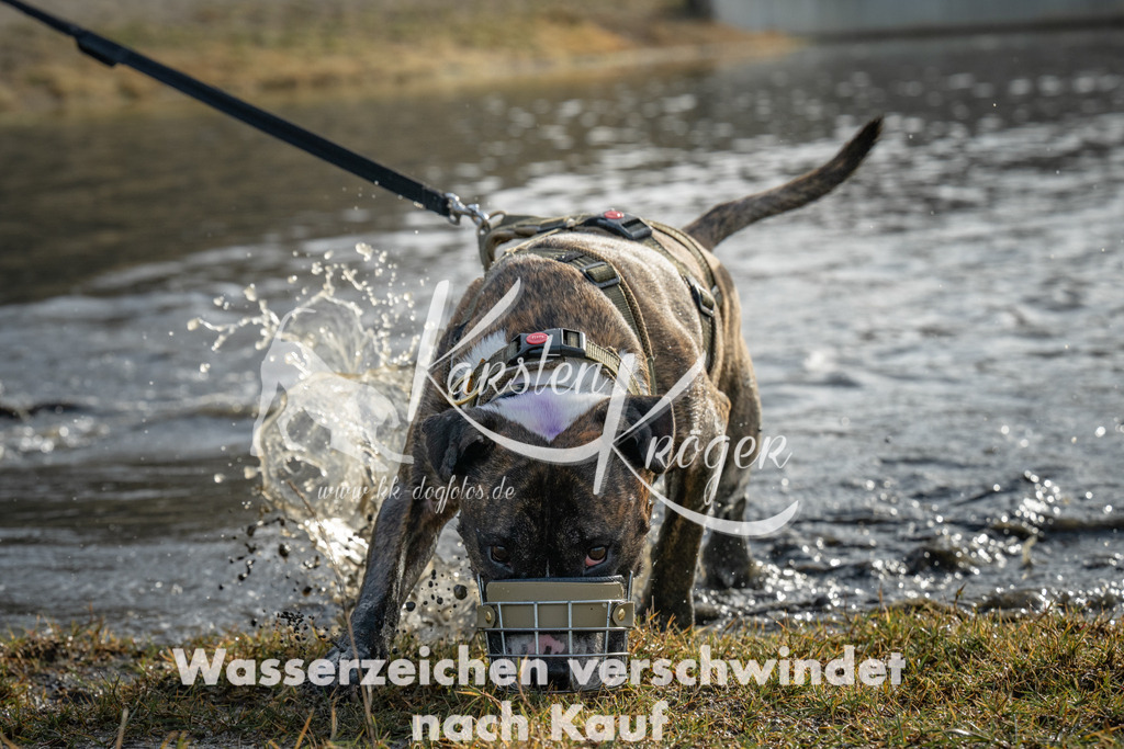 0933_ZZ92346 | kk-dogfotos