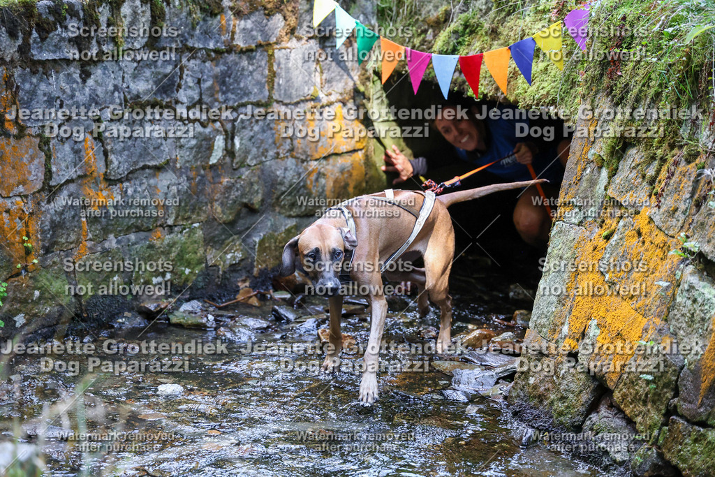 Dog Paparazzi -  TH 26-446 | Dog Paparazzi Jeanette Grottendiek Fotografie & Videografie - Realisiert mit Pictrs.com