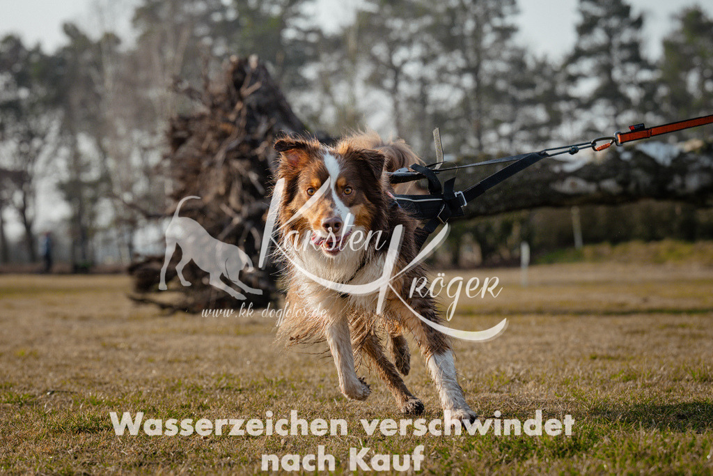 0859_ZZ96373 | kk-dogfotos