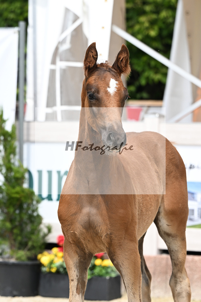 Don Olympic x Benetton Dream_HF_Groll_12250641 | hf-fotografie - Realisiert mit Pictrs.com