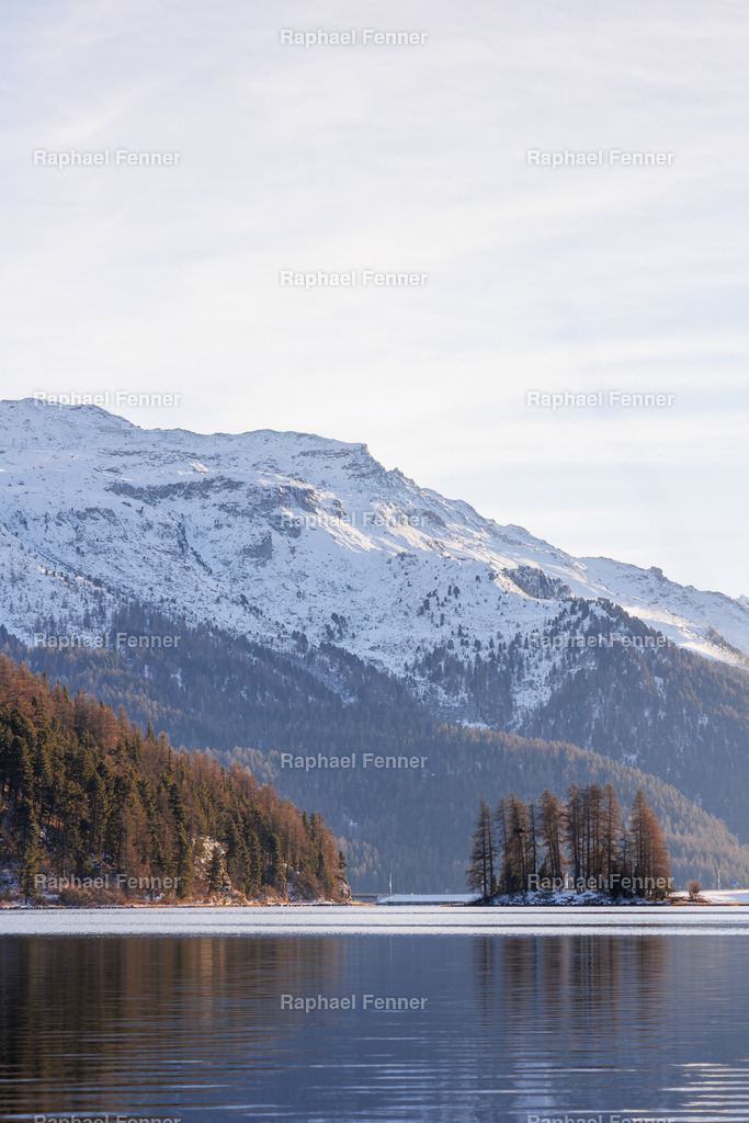 Insel im Winterlicht – Lej da Champfèr | Eine kleine, bewaldete Insel ragt aus dem ruhigen Wasser des Lej da Champfèr, umrahmt von verschneiten Bergen und winterlich klarem Licht. Dieses Bild fängt die stille Kraft des Engadiner Winters ein – reduziert, natürlich und ausdrucksstark. Ideal als Fine Art Print für ruhige Wohnräume oder alpine Akzente.