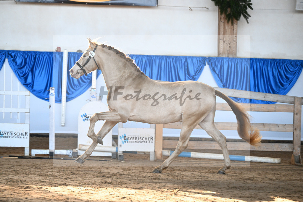Kat-Nr. 2 Bonito Salazar v. Trianero PT_Abfalter GmbH _ Co. KG_9260041 | hf-fotografie - Realisiert mit Pictrs.com