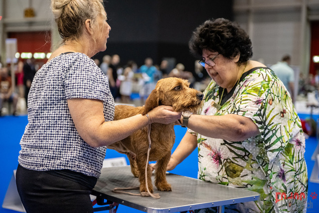 World Dog Show | World Dog Show 2023 im Palexpo in Genf 23.08.2023 Foto: Leo Wyden