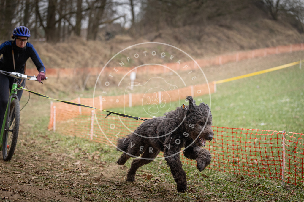 Pfotenfotografie_DV3A6605 | Hundefotografie, Tierfotograf, Pfotenfotografie, Fotoshooting Hund, Hunde Portrait, Hundesport, Hundeportraits, Heideshooting, Hunde, Sportfotograf, Hundefotograf, Turnierhundsport, THS,  - Realisiert mit Pictrs.com
