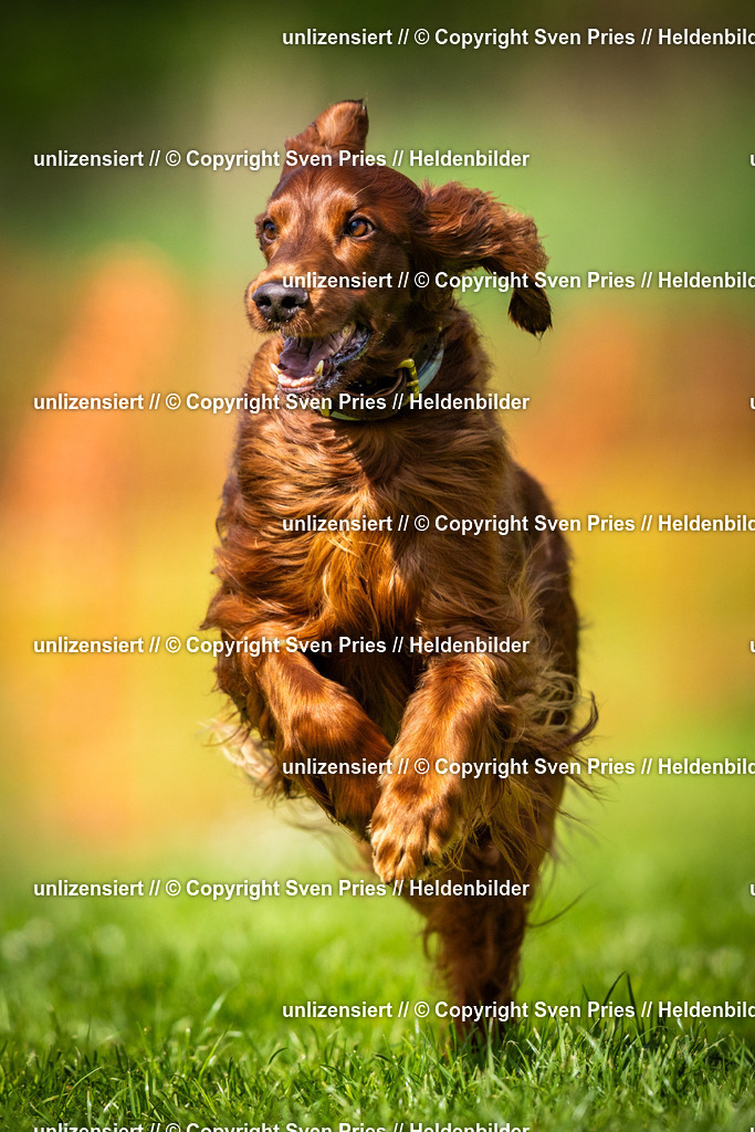 Sven Pries | 2025-04-13 - Hunderennen Baden-Baden - Realisiert mit Pictrs.com