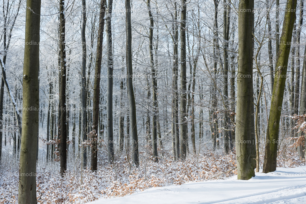 100494-3850 - Winterwald | max. Bildgröße A2 | 300dpi - Realisiert mit Pictrs.com
