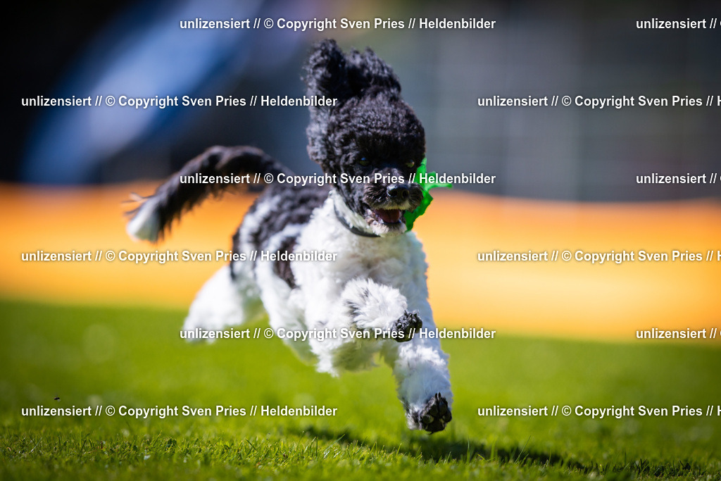 Sven Pries | 2025-08-10 - Hunderennen Durlach - Realisiert mit Pictrs.com