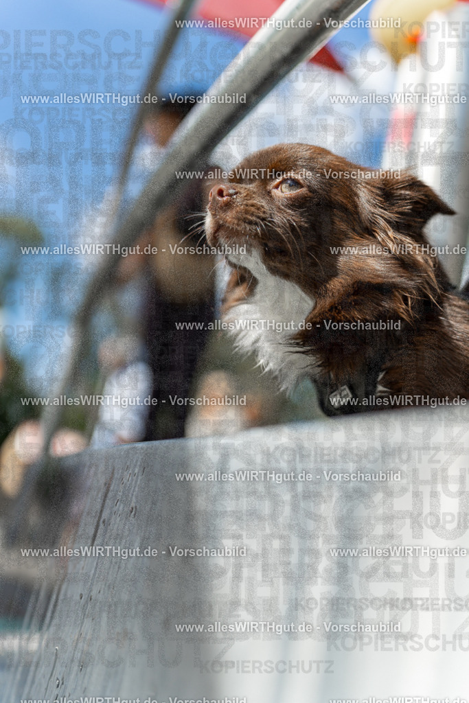 Hundeschwimmen_Volksbad_2026-allesWIRTHgut_Tierfotografie-2609061438-7R501151 | Professionelle Tierfotografie in Mönchengladbach von Daniel Wirth (allesWIRTHgut). Liebevolle & natürliche Bilder von Hunden & Katzen für unvergessliche Erinnerungen.