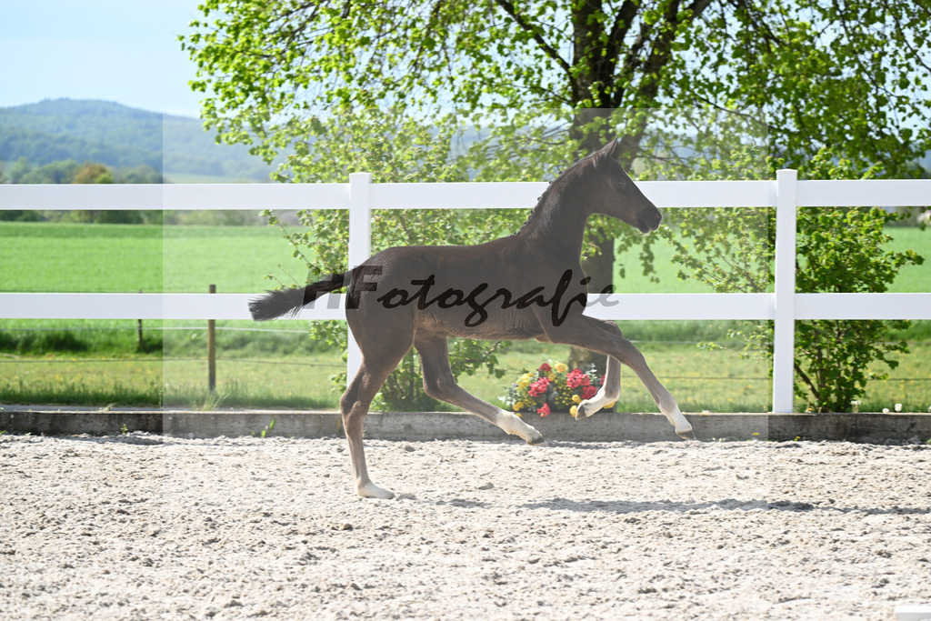 Kat-Nr. 39 HF Sebastino PS x Fuerstano_Heilemann_23260264 | hf-fotografie - Realisiert mit Pictrs.com