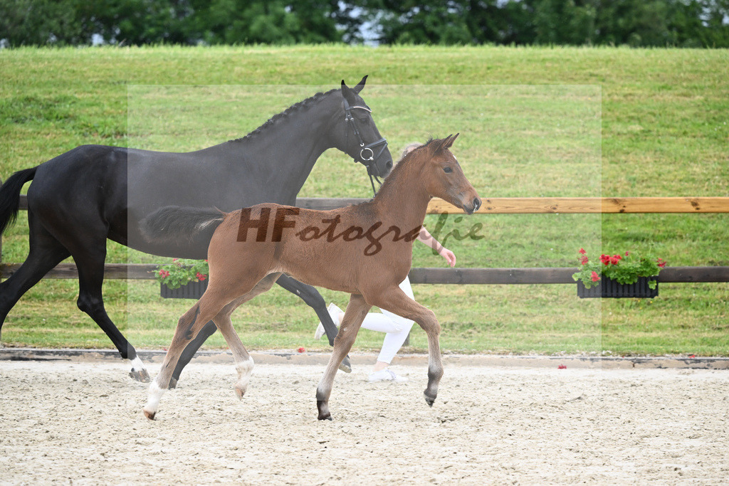 Kat-Nr. 61 HF DSP Va Bene_Geyer_17231578 | hf-fotografie - Realisiert mit Pictrs.com