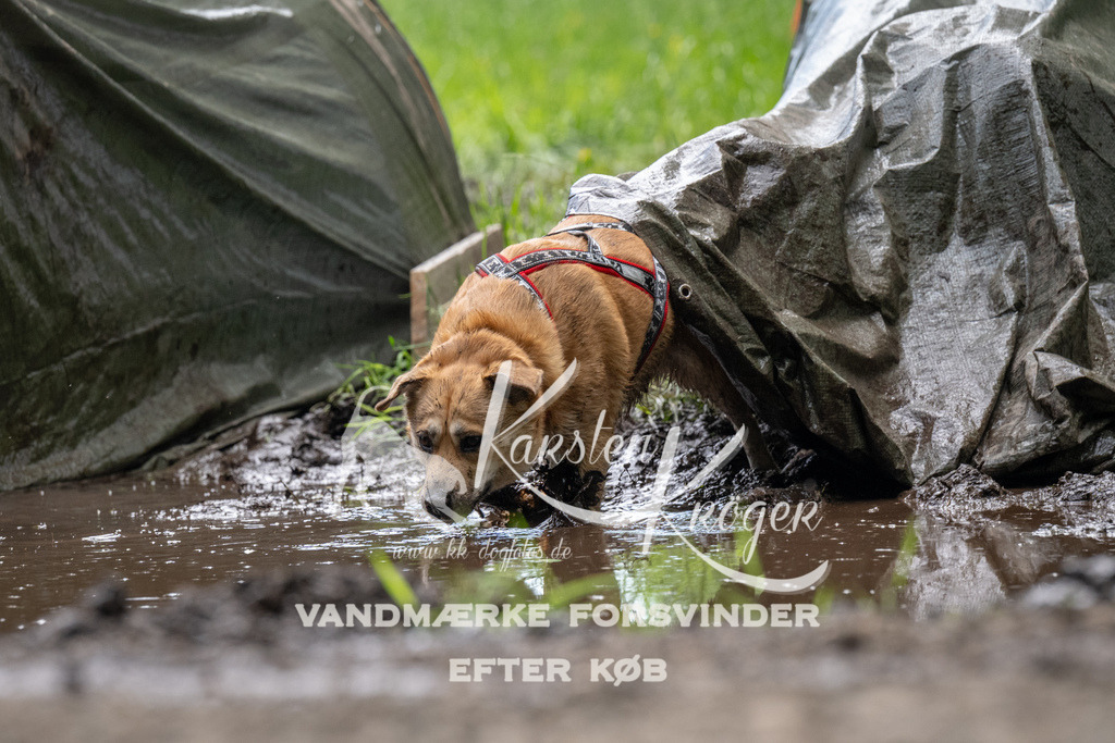 1108_ZZ91554 | kk-dogfotos