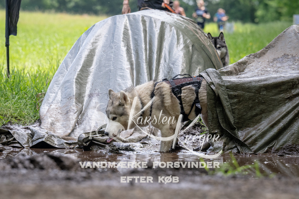 1137_ZZ93374 | kk-dogfotos