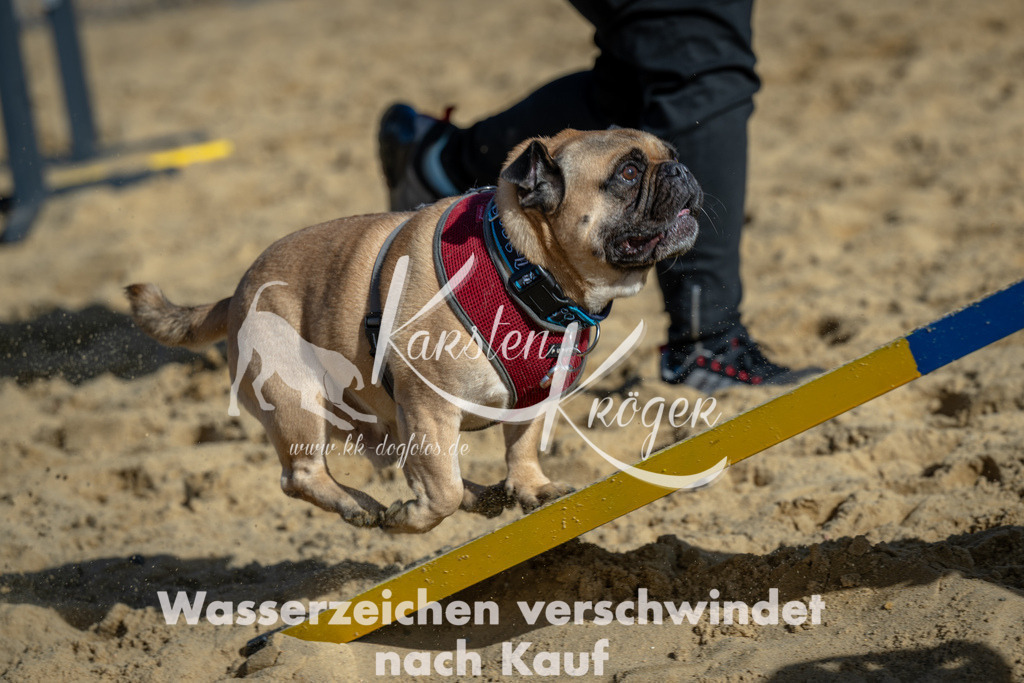 1115_ZZ90837 | kk-dogfotos