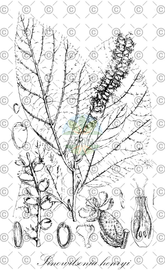 HistAbb_wfo-0000311251_1_ENZY_Simple | Historische Abbildung von Sinowilsonia henryi - Hamamelidaceae | Historical Illustration of Sinowilsonia henryi - Hamamelidaceae