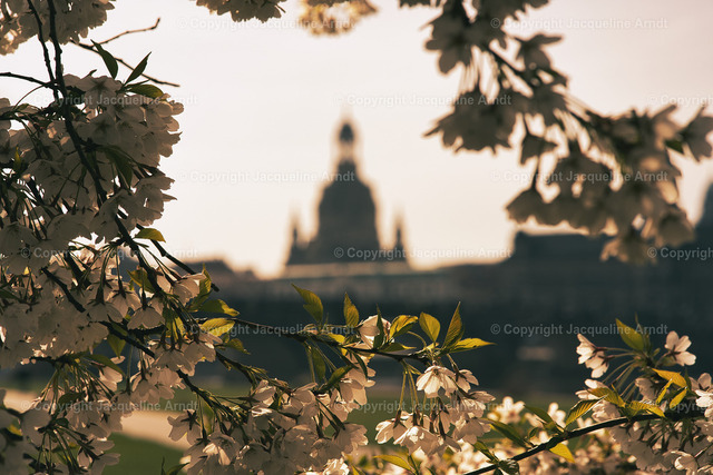 Frühling | Fotografie Photography Dresden Photoshooting  Fotoshooting Fotografin Dresdencity Bilder  Foto Dresdenvideos Kalender Postkarten Bilderdownload Portrait Hochzeitsfotografie Familienfotos Bewerbungsbilder Studiofotografie Fotograf Dresdenbilder Business - Realisiert mit Pictrs.com