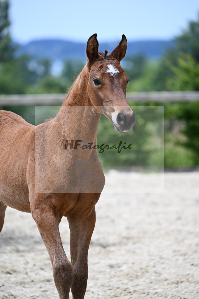Vingino x Lavall II_HF_Zuchthof Meindl_19240403 | hf-fotografie - Realisiert mit Pictrs.com