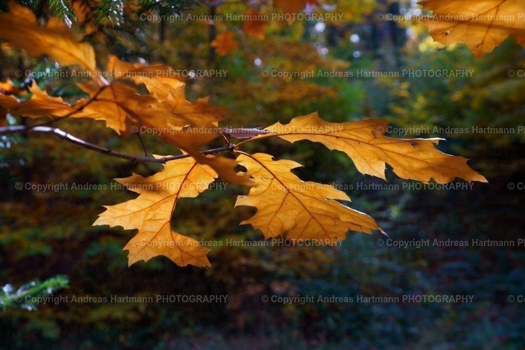 Eichenblätter im Herbst | Eichenblätter im Herbst - Realisiert mit Pictrs.com