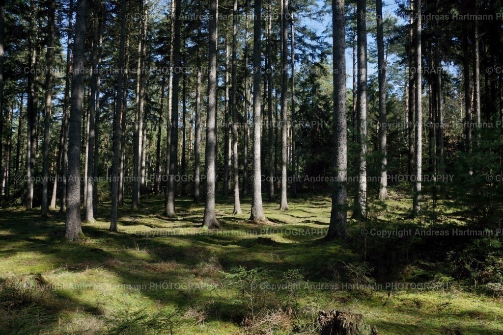 Fichtenwald | Fichtenwald - Realisiert mit Pictrs.com