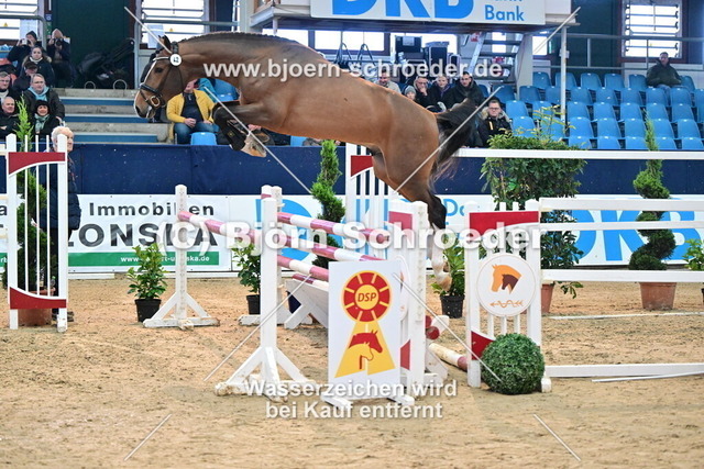 42_Luigi D_Eclipse - Carembar de Muze_967_7024 | Björn Schroeder Pferdefotografie