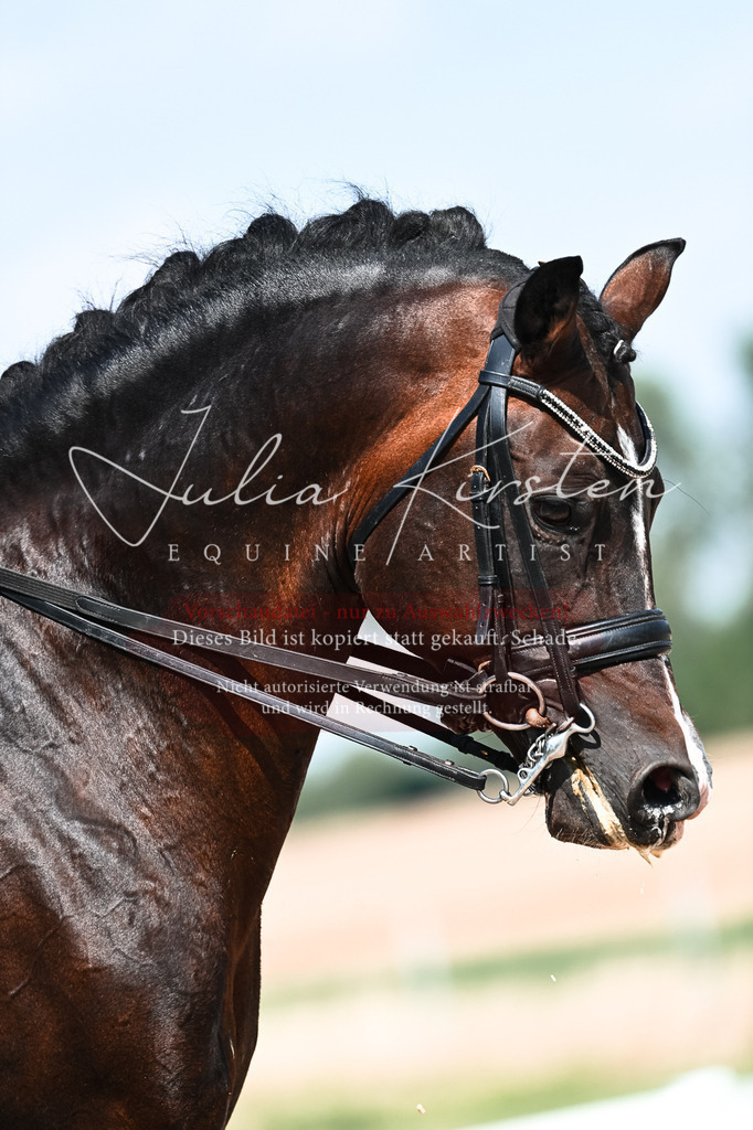 DSC_2947 | Pferde- und Turnierfotografie in Westsachsen. Pferdeportraits, Auftragszeichnungen und intuitive Kunst.