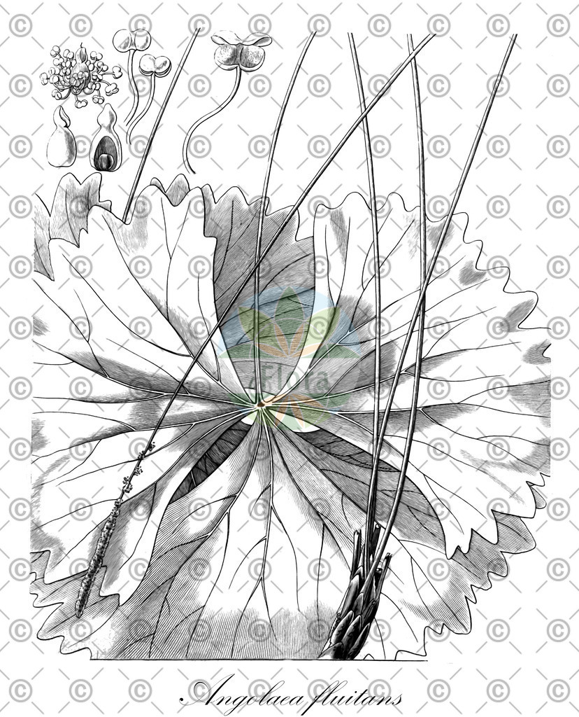 HistAbb_wfo-0000536542_320_ENZY_Simple | Historische Abbildung von Angolaea fluitans - Podostemaceae | Historical Illustration of Angolaea fluitans - Podostemaceae
