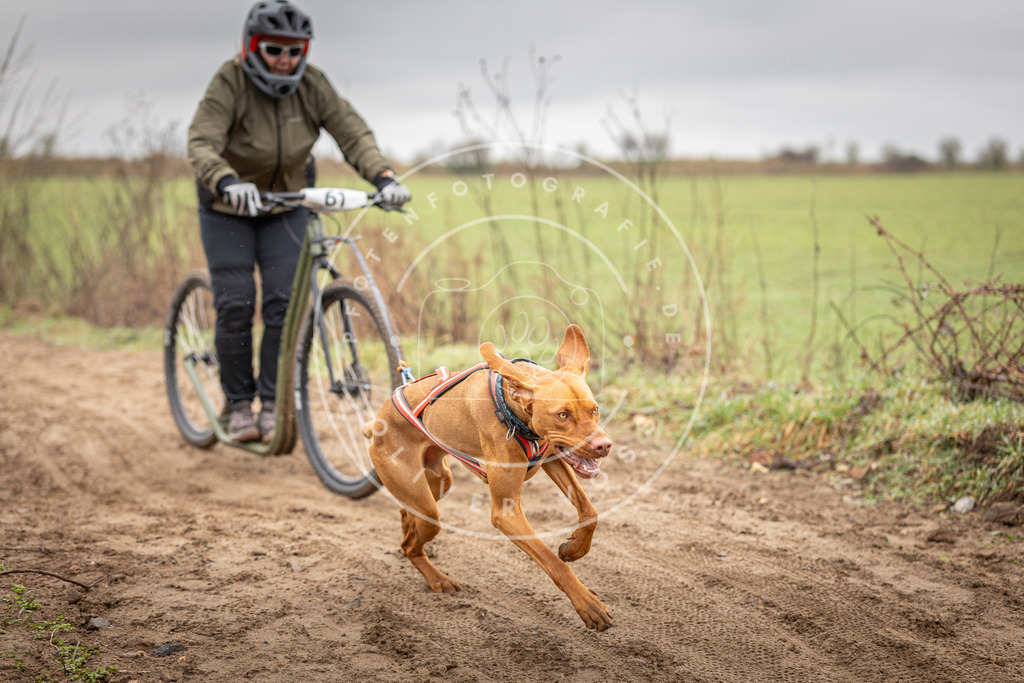 DV3A9391 | Hundefotografie, Tierfotograf, Pfotenfotografie, Fotoshooting Hund, Hunde Portrait, Hundesport, Hundeportraits, Heideshooting, Hunde, Sportfotograf, Hundefotograf, Turnierhundsport, THS,  - Realisiert mit Pictrs.com