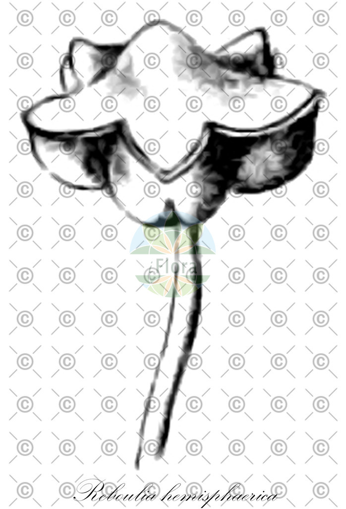 HistAbb_wfo-0000399849_1_ENZY_Simple | Historische Abbildung von Reboulia hemisphaerica - Aytoniaceae | Historical Illustration of Reboulia hemisphaerica - Aytoniaceae