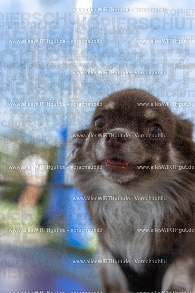 Hundeschwimmen_Volksbad_2026-allesWIRTHgut_Tierfotografie-2609061205-111525-7R500153 | Professionelle Tierfotografie in Mönchengladbach von Daniel Wirth (allesWIRTHgut). Liebevolle & natürliche Bilder von Hunden & Katzen für unvergessliche Erinnerungen.