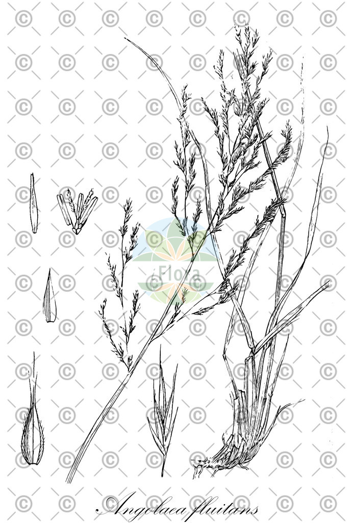 HistAbb_wfo-0000536542_590_ENZY_Simple | Historische Abbildung von Angolaea fluitans - Podostemaceae | Historical Illustration of Angolaea fluitans - Podostemaceae