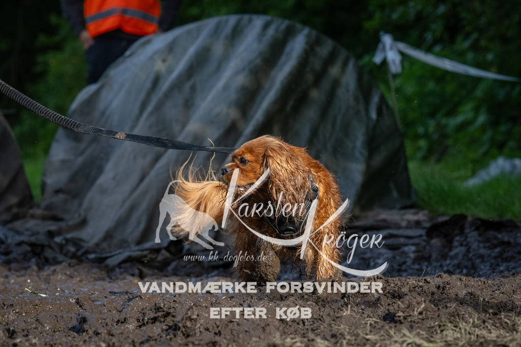 1727_ZZ92189 | kk-dogfotos