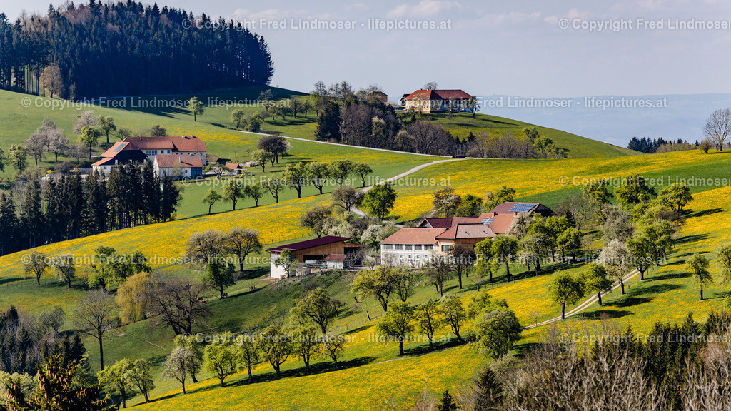 Mostviertel Birnenbluete-6980 | Fotos und Fotoprodukte - Realisiert mit Pictrs.com