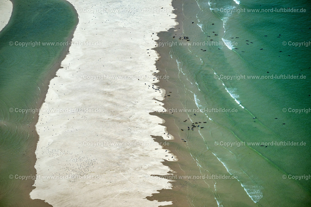 Sylt_Hörnum_Robben_und_Seehundbänke_ELS_5639130825 | SANDBANK VOR AMRUM SYLT 21.06.2025 Seehunde, Kegelrobben auf einer Sandbank- Landfläche in der Meeres- Wasseroberfläche Nordsee vor Amrum im Bundesland Schleswig-Holstein. // Seals on one area in the sea water surface North Sea in front of Amrum in the state Schleswig-Holstein. Foto: Martin Elsen