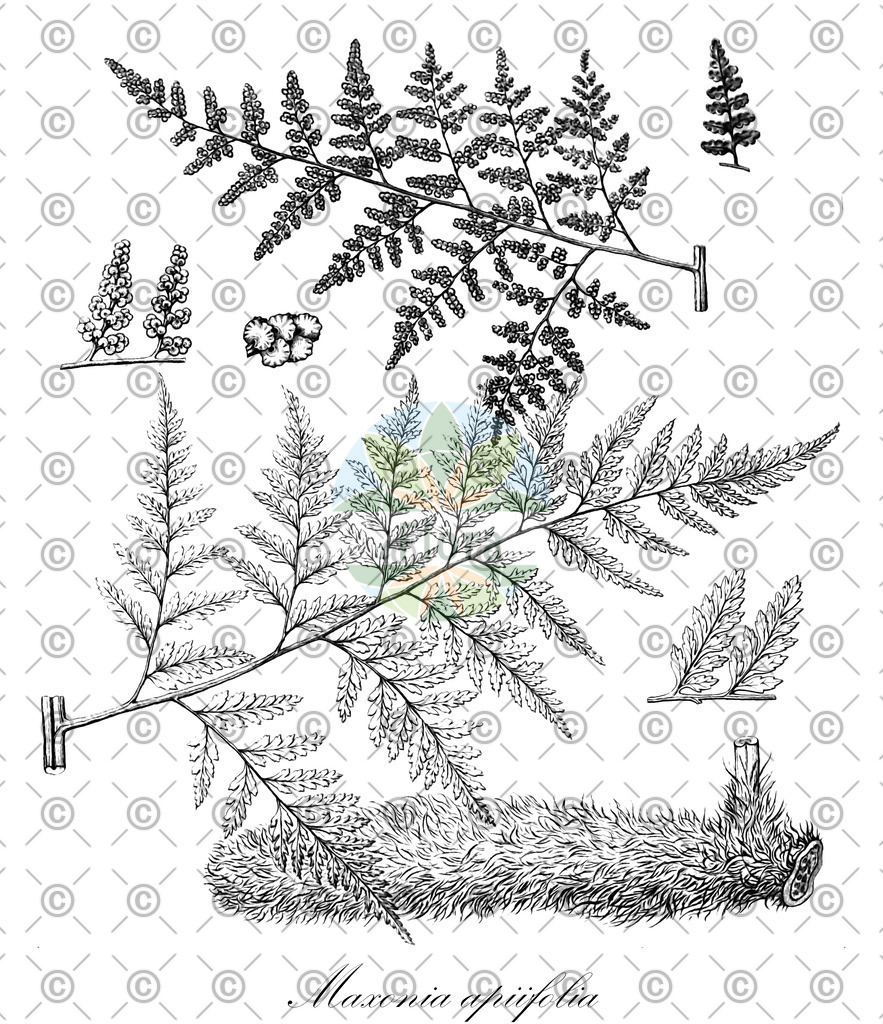 HistAbb_wfo-0000470772_1_ENZY_Simple | Historische Abbildung von Maxonia apiifolia - Dryopteridaceae | Historical Illustration of Maxonia apiifolia - Dryopteridaceae
