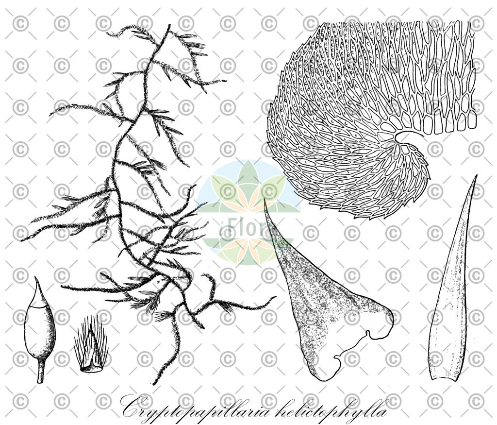 HistAbb_3WR5_1_ENZY_Simple | Historische Abbildung von Cryptopapillaria helictophylla - Meteoriaceae | Historical Illustration of Cryptopapillaria helictophylla - Meteoriaceae