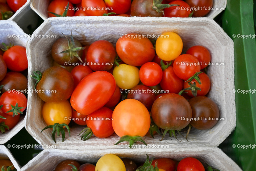 Landwirtschaft_ Gemuesebauer Spiesmayr_ 05.09.2023-29 | 05.09.2023, Wilhering, AUT, Landwirtschaft, Gemuesebauer Spiesmayr in Appersberg, im Bild Tomaten