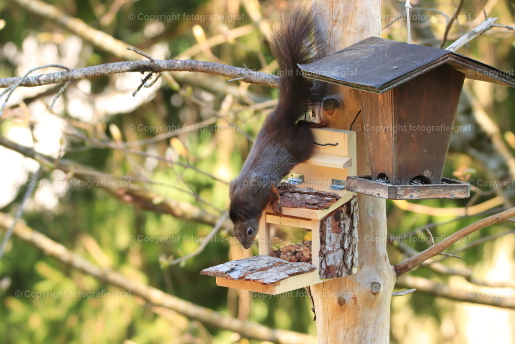 IMG_0626-heller | fotografie-graf - Realisiert mit Pictrs.com