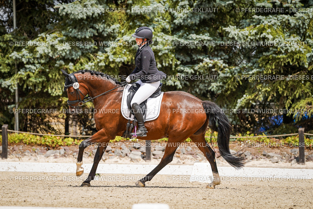 DSC02365 | Pferdegrafie