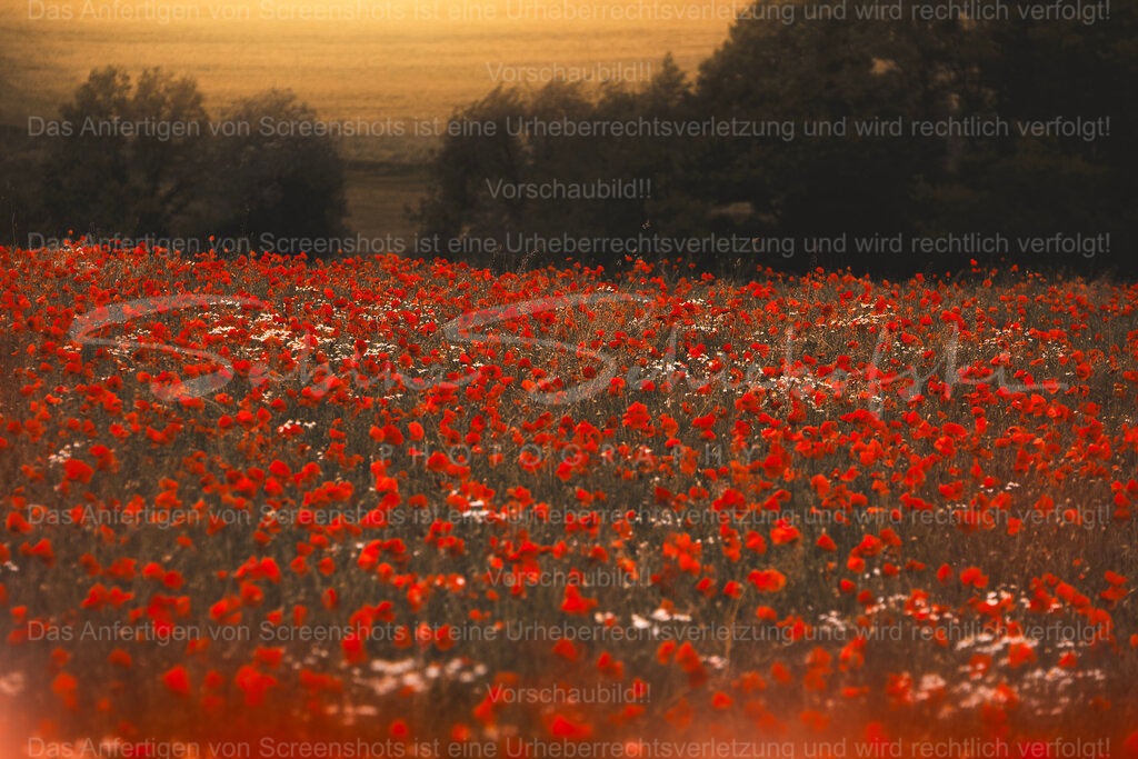 Mohnblüte im Abendlicht | Exklusive Naturfotografie für stilvolle Wanddekoration ★ Premium Wandbilder Made in Germany ✔️ FineArt Drucke & Downloads ✔️ Brillante Farben, höchste Qualität & weltweiter Versand ✔️ - Realisiert mit Pictrs.com