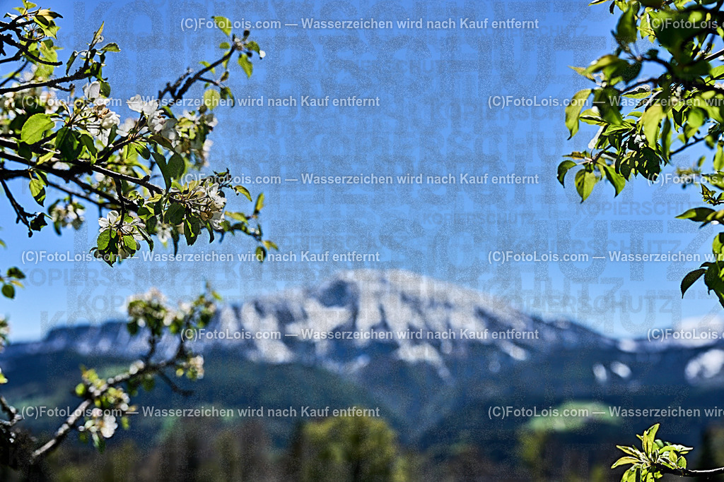ALP4546_Hochbaerneck_Baumbluete-weisser Oetscher | (C)FotoLois.com, Alois Spandl. Weißer ÖTSCHER im Frühling, Blühender Obstbaum am Hochbärneck mit Ötscher, Sa 27. April 2024.
