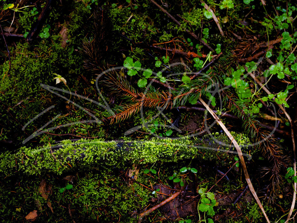 Waldboden | Naturschönheiten aus Deutschland. Pflanzen und Tiere, Insekten und Naturschauspiele. Alle schönen Details, die uns umgeben, fotografiert von Michi Moc.  - Realisiert mit Pictrs.com