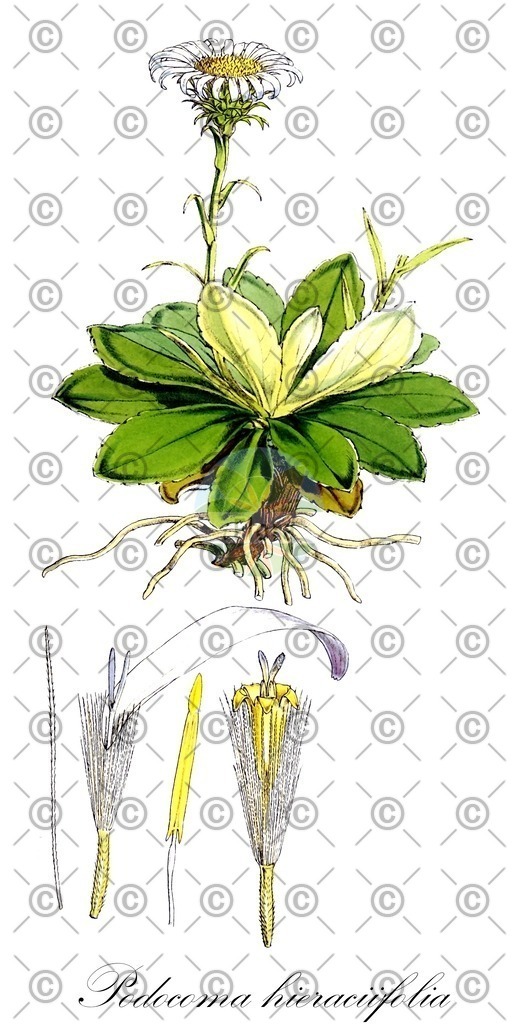 HistAbb_EMP_22042_1_SIMPLE | Historische Abbildung von Podocoma hieraciifolia - Asteraceae | Historical Illustration of Podocoma hieraciifolia - Asteraceae