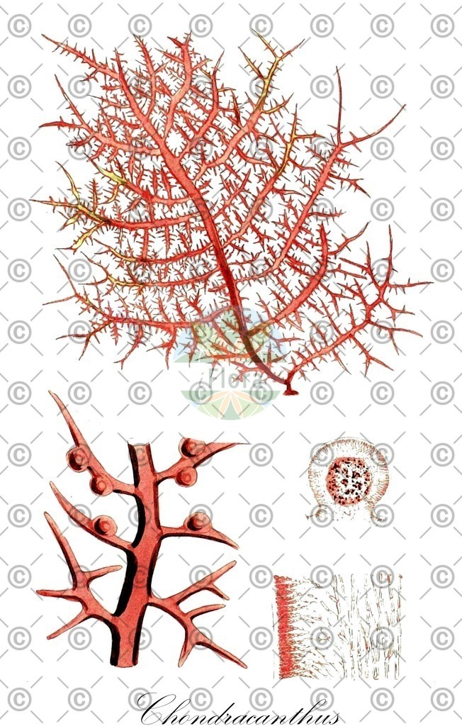 HistAbb_3NXD_3_ENZY_Simple | Historische Abbildung von Chondracanthus - Gigartinaceae (0) | Historical Illustration of Chondracanthus - Gigartinaceae (0)