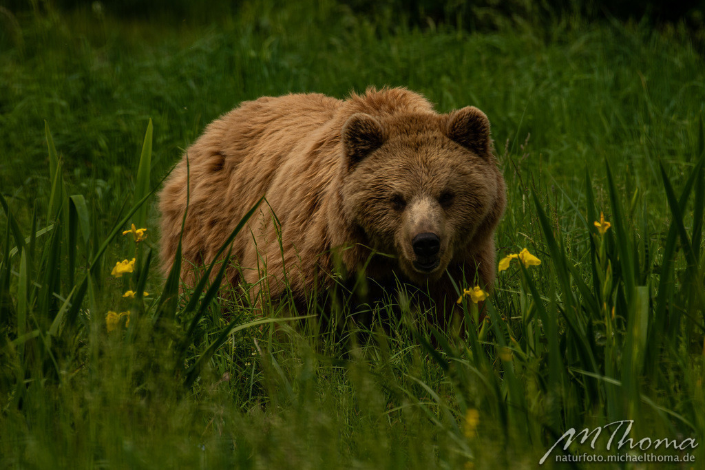 Braunbär | Dies ist der Online-Shop von naturfoto.michaelthoma.de. Ich bin leidenschaftlicher Naturfotograf und fotografiere von der Andromedagalaxie bis zum Zwergtaucher, von der Ameise bis zum Orionnebel alles was mit Natur zu tun hat. Hier kann eine Auswahl meine - Realisiert mit Pictrs.com