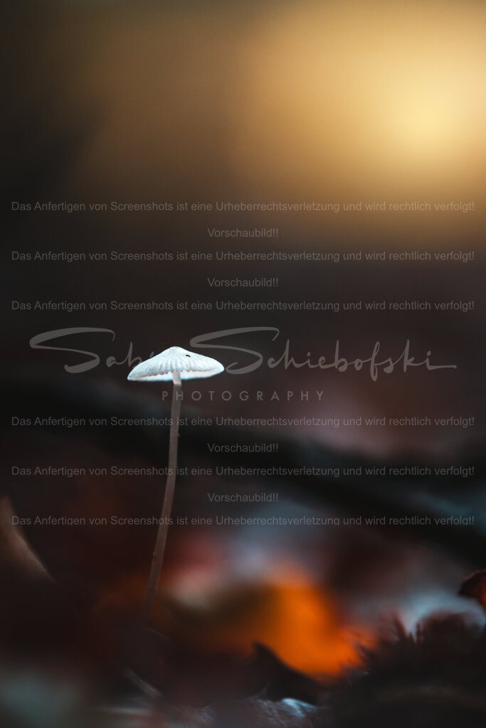 A Light Worth Waiting For | Exklusive Naturfotografie für stilvolle Wanddekoration ★ Premium Wandbilder Made in Germany ✔️ FineArt Drucke & Downloads ✔️ Brillante Farben, höchste Qualität & weltweiter Versand ✔️ - Realisiert mit Pictrs.com
