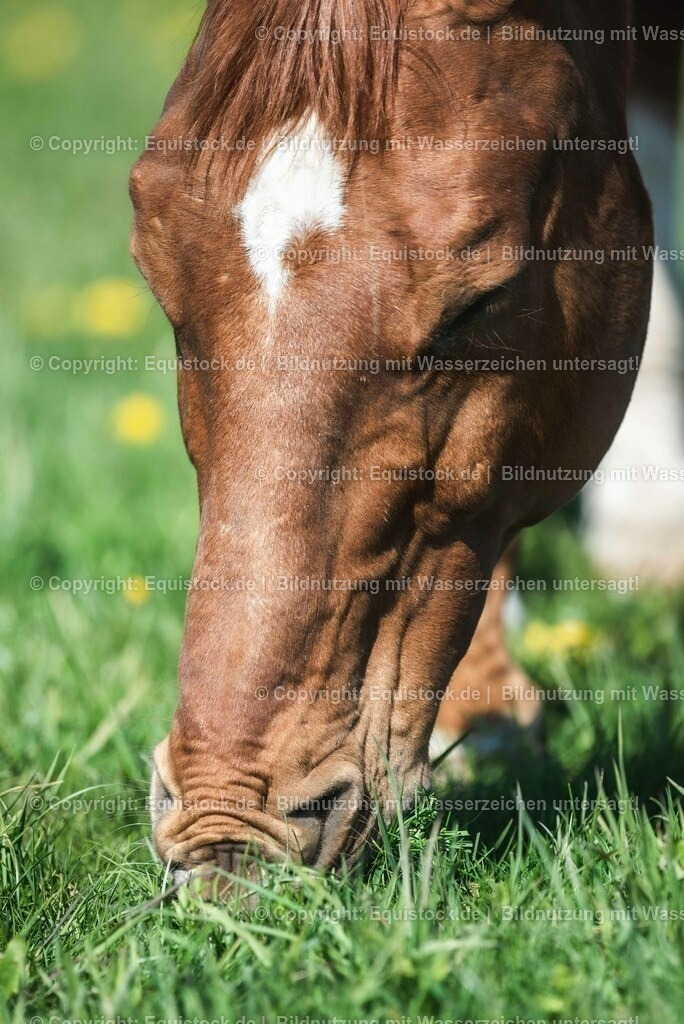 20210426_Pferd-auf-Koppel_0120 | equistock