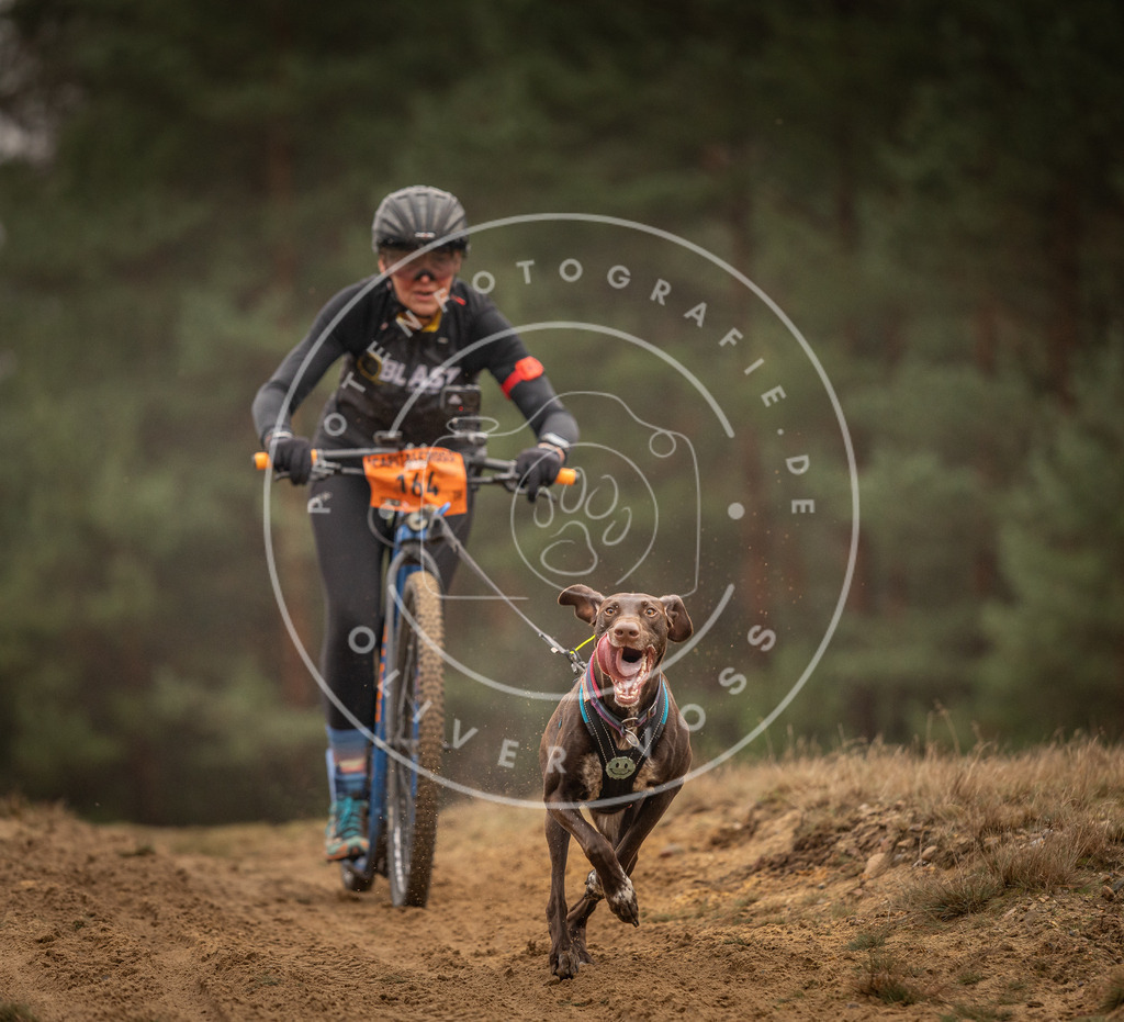 Pfotenfotografie_DV3A4365 | Hundefotografie, Tierfotograf, Pfotenfotografie, Fotoshooting Hund, Hunde Portrait, Hundesport, Hundeportraits, Heideshooting, Hunde, Sportfotograf, Hundefotograf, Turnierhundsport, THS,  - Realisiert mit Pictrs.com
