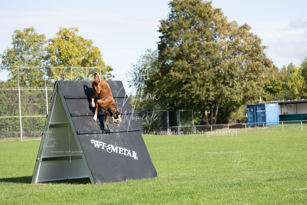 _16A6979 | Einzigartige Fotos von Hunden & Menschen –Actionfotos, Portraits, Vereinsaufnahmen & Paarshootings – authentisch, lebendig & mit Herz.