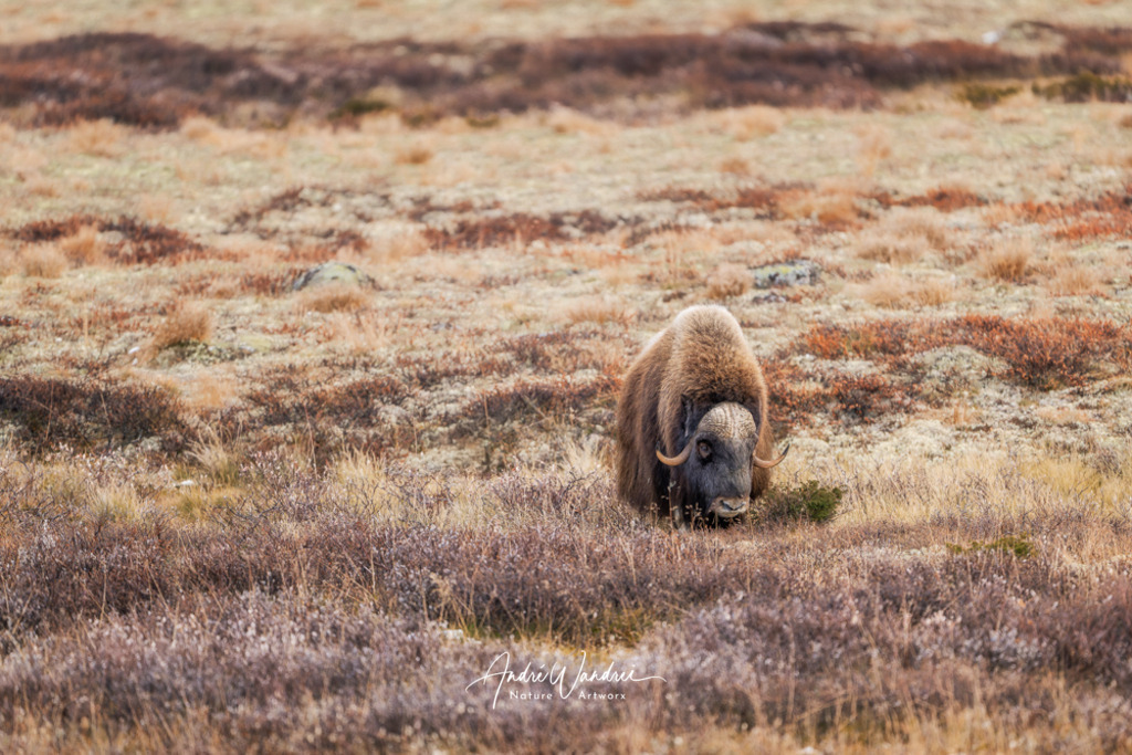 Gefährte der Tundra | Andre Wandrei - Nature Artworx - Realisiert mit Pictrs.com