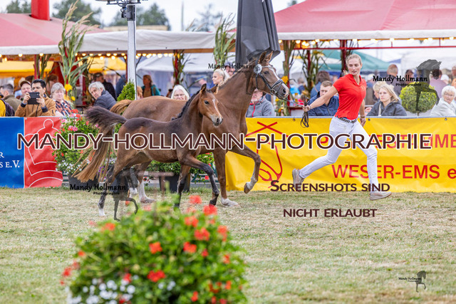 LTN 2 (671 von 1981) | mandyhollmannphotographie