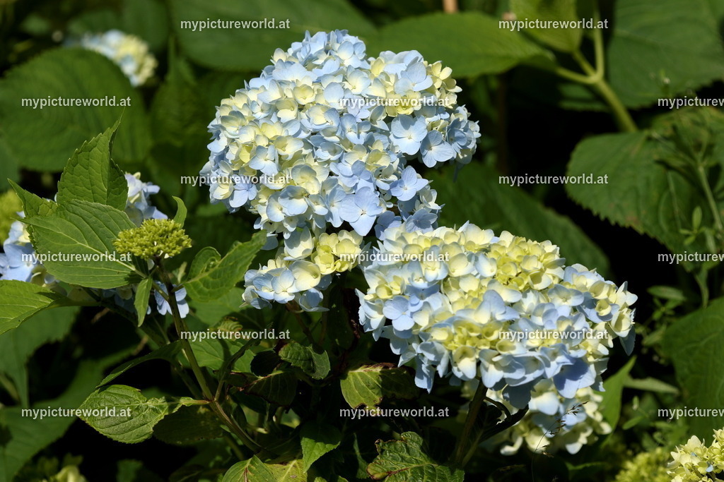 Hortensie-001 | Das Bilderarchiv über Tiere, Planzen und Landschaften. In der Bilddatenbank finden Sie ein große Auswahl an hochwertigen Bilder für Ihre Werbung - Realisiert mit Pictrs.com